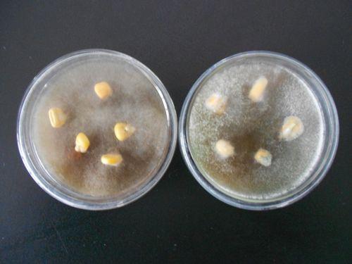 細(xì)菌與霉菌之污染測(cè)試