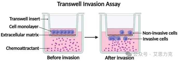 Transwell 實驗“三劍客”：共培養(yǎng)、遷移、侵襲，一文搞懂！